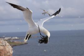 Głuptak - Morus bassanus - Northern Gannet