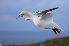 Głuptak - Morus bassanus - Northern Gannet