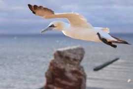 Głuptak - Morus bassanus - Northern Gannet