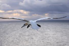 Głuptak - Morus bassanus - Northern Gannet