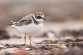 Sieweczka obrożna - Charadrius hiaticula - Common Ringed Plover