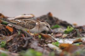 Biegus malutki - Calidris minuta - Little Stint