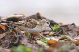 Biegus malutki - Calidris minuta - Little Stint