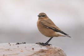 Białorzytka - Oenanthe oenanthe - Northern Wheatear