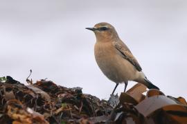 Białorzytka - Oenanthe oenanthe - Northern Wheatear