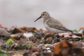 Biegus zmienny - Calidris alpina - Dunlin