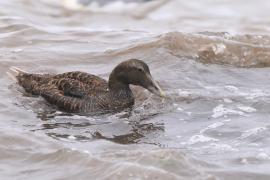 Edredon - Somateria mollissima - Common Eider