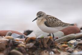 Biegus malutki - Calidris minuta - Little Stint