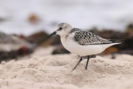 Piaskowiec - Calidris alba - Sanderling