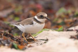 Sieweczka obrożna - Charadrius hiaticula - Common Ringed Plover
