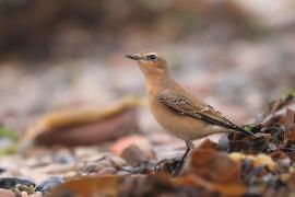 Białorzytka - Oenanthe oenanthe - Northern Wheatear