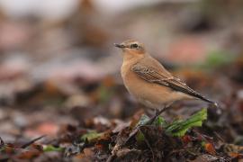 Białorzytka - Oenanthe oenanthe - Northern Wheatear