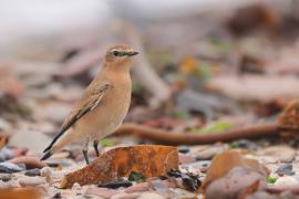 Białorzytka - Oenanthe oenanthe - Northern Wheatear