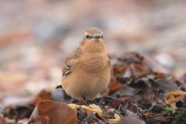 Białorzytka - Oenanthe oenanthe - Northern Wheatear