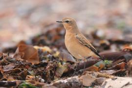 Białorzytka - Oenanthe oenanthe - Northern Wheatear