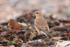 Białorzytka - Oenanthe oenanthe - Northern Wheatear