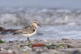 Piaskowiec - Calidris alba - Sanderling