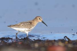 Biegus zmienny - Calidris alpina - Dunlin