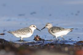 Piaskowiec - Calidris alba - Sanderling