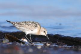 Piaskowiec - Calidris alba - Sanderling