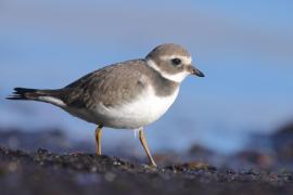 Sieweczka obrożna - Charadrius hiaticula - Common Ringed Plover