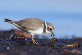 Sieweczka obrożna - Charadrius hiaticula - Common Ringed Plover