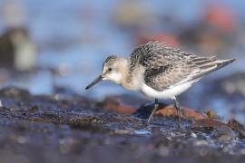 Piaskowiec - Calidris alba - Sanderling