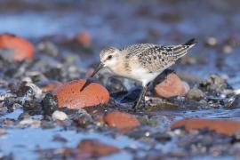 Piaskowiec - Calidris alba - Sanderling