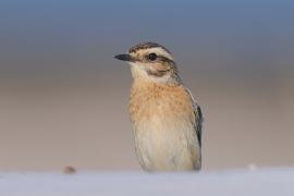 Pokląskwa - Saxicola rubetra - Whinchat