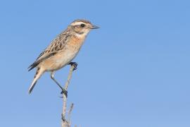 Pokląskwa - Saxicola rubetra - Whinchat