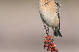 Pokląskwa - Saxicola rubetra - Whinchat