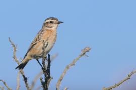 Pokląskwa - Saxicola rubetra - Whinchat