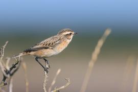 Pokląskwa - Saxicola rubetra - Whinchat