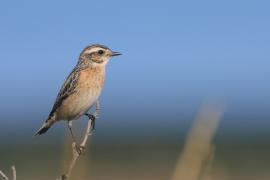 Pokląskwa - Saxicola rubetra - Whinchat