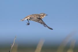 Pokląskwa - Saxicola rubetra - Whinchat