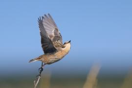 Pokląskwa - Saxicola rubetra - Whinchat