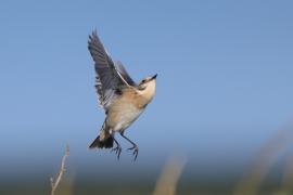 Pokląskwa - Saxicola rubetra - Whinchat