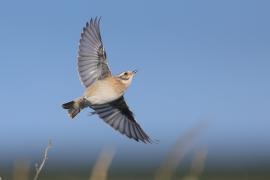Pokląskwa - Saxicola rubetra - Whinchat