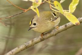 Mysikrólik - Regulus regulus - Goldcrest
