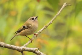 Mysikrólik - Regulus regulus - Goldcrest