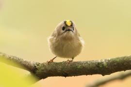 Mysikrólik - Regulus regulus - Goldcrest