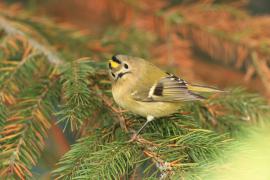 Mysikrólik - Regulus regulus - Goldcrest