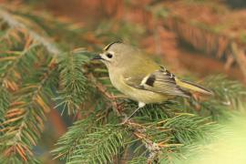 Mysikrólik - Regulus regulus - Goldcrest