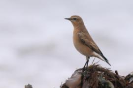 Białorzytka - Oenanthe oenanthe - Northern Wheatear