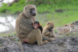 Pawian masajski - Papio cynocephalus - Yellow baboon