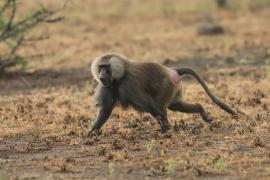 Pawian płaszczowy - Sacred baboon - Papio hamadryas