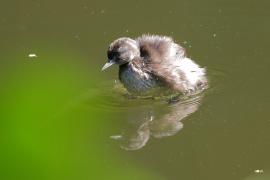 Perkoz białoskrzydły -Tachybaptus dominicus - Least Grebe