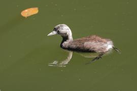 Perkoz białoskrzydły -Tachybaptus dominicus - Least Grebe