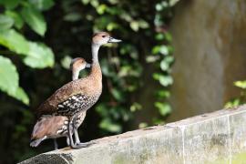 Drzewica karaibska - Dendrocygna arborea  - West Indian Whistling Duck