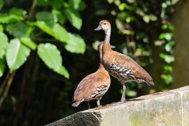 Drzewica karaibska - Dendrocygna arborea  - West Indian Whistling Duck